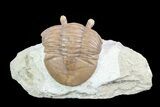 Rare, Asaphus Holmi Trilobite - Russia #74041-1